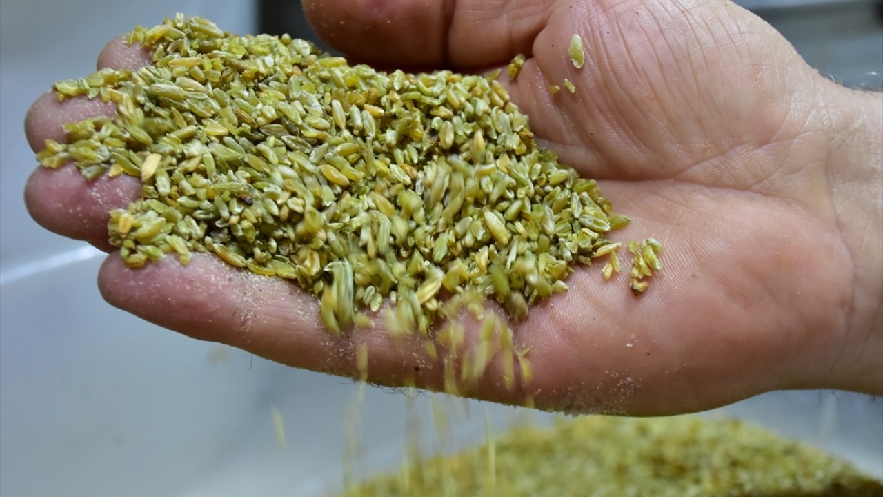 Ertesi gün "Firik ustaları" tarafından 40 dereceyi bulan güneşin altında küçük yığınlar haline getirilen buğday başakları saplarıyla ateşe veriliyor ve tırmıklarla sürekli karıştırılarak ütüleniyor.