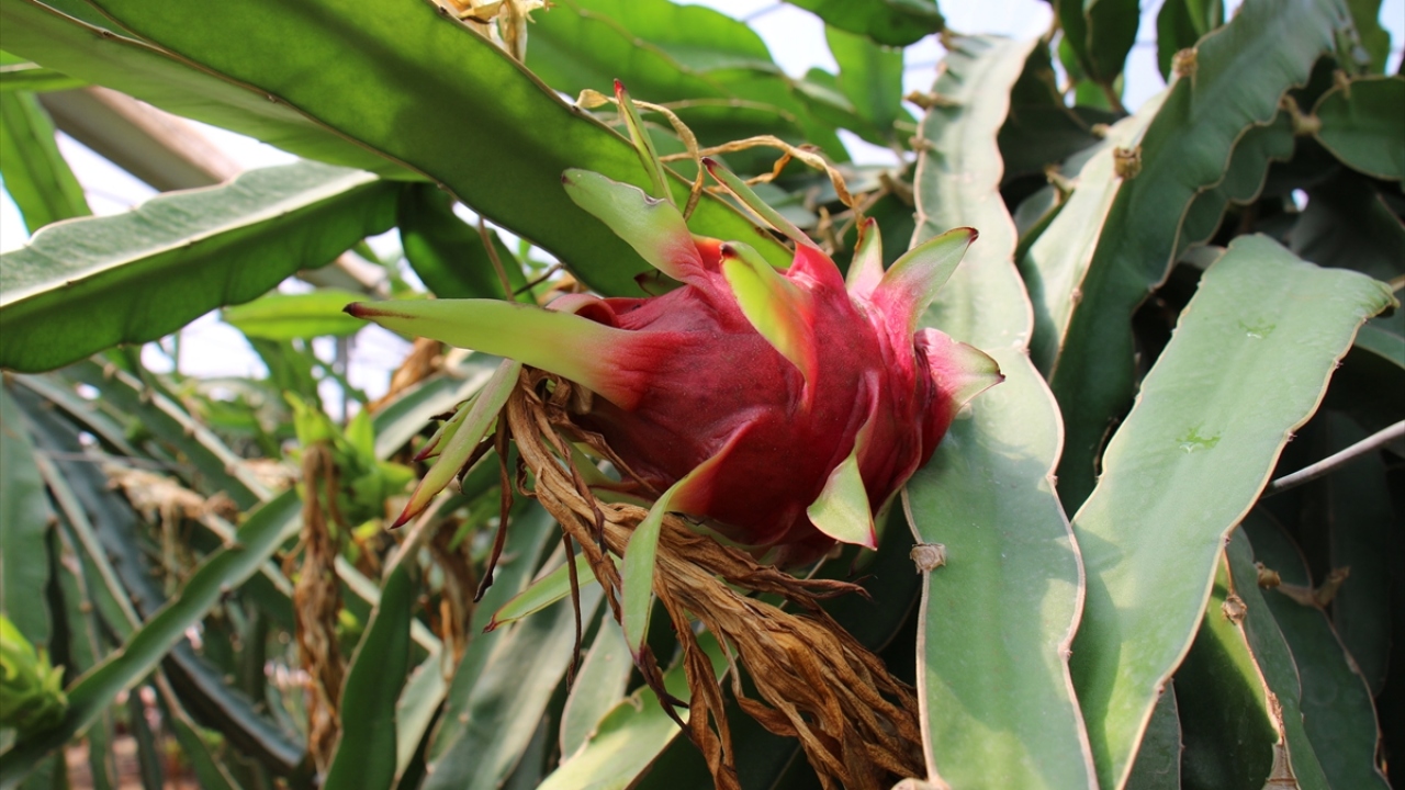 "Bu yıl 20 bin meyve bekliyorum"
