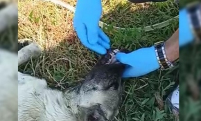 Polis memuru susuz kalan köpeğe su içirdi