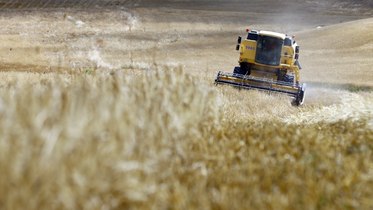 Hububat ekim alanlarının yarısından fazlasını oluşturan, artan nüfusla yoğun talep gören buğdayın hasadı için çiftçiler yaz sıcağında tarlalarda ter döküyor.