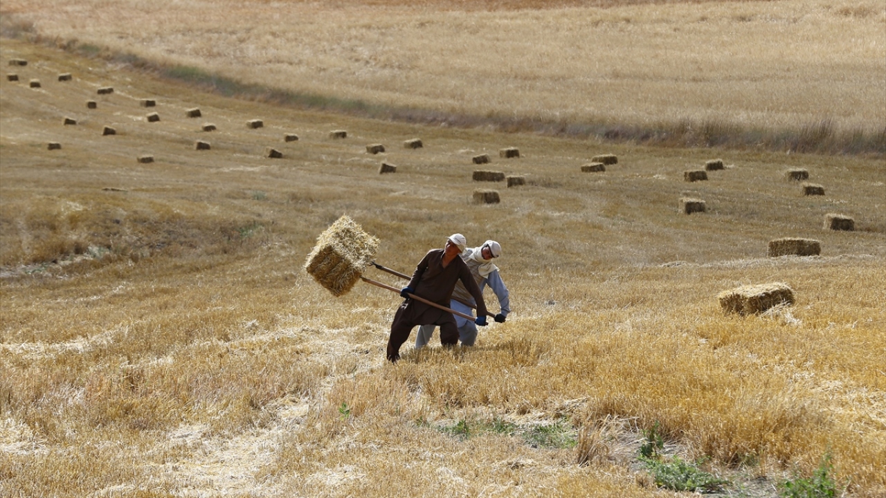 Biçerdöverler yardımıyla buğday hasadını tamamlayan çiftçiler, daha sonra saman balyalarını hayvanların kışlık yemi için kamyonlara ve tırlara yüklüyor.