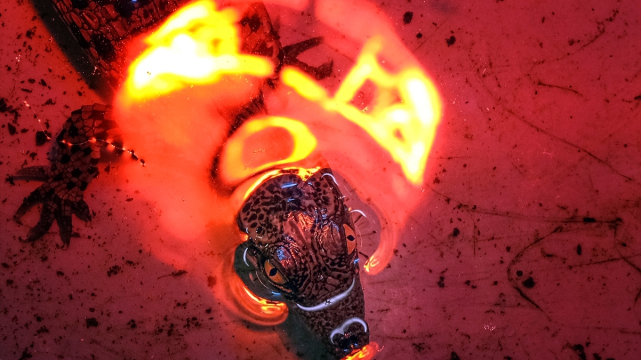 Parkta yaşayan dişi timsahlardan birinin 3 ay önce yumurtlamasıyla başlayan heyecanlı sürecin sonunda 9 yavru Nil timsahı yumurtalarını kırarak dünyaya "merhaba" dedi.