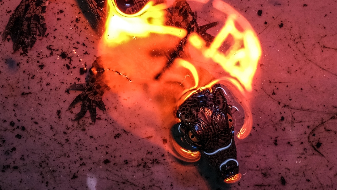 Sağlık durumu iyi olan yavru timsahların bakımıyla 14 uzman personel ilgileniyor.