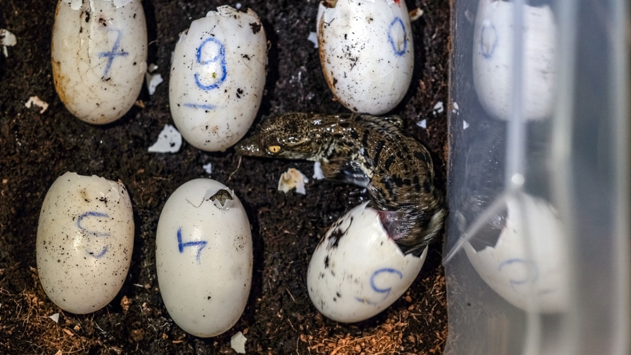 Timsah Park Genel Müdürü Gökmen Aydın, Viasea Akvaryum içerisinde yer alan parkın köpek balığından vatoza, mürenden piranaya kadar 10 binlerce deniz canlısı ve 8 timsaha ev sahipliği yaptığını söyledi.