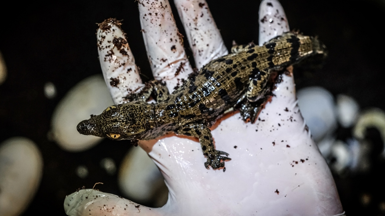 Dünyada Nil timsahlarının sayısının hızla azaldığını belirten Aydın, "Yavrularımız bizi çok mutlu etti." dedi.