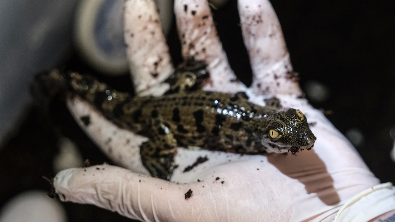 Aydın, yavruların kurtçuk ve küçük et parçalarıyla beslendiğini dile getirerek, yeni doğan timsahların 1 yıl içinde 35 santimetreye, 3-4 yıl içinde de yetişkin bir timsah görünümüne kavuşacağını söyledi.