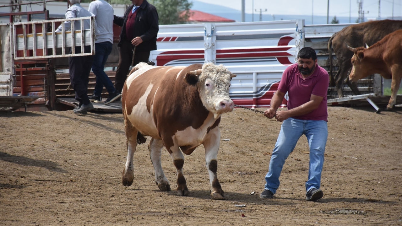 Kars Belediyesi Canlı Hayvan Pazarı`ndaki kontrol merkezinde, besi çiftliklerinden, köy ve ilçelerden gelen kurbanlıklar, veteriner hekimlerce teker teker incelenerek sevk izni veriliyor. 