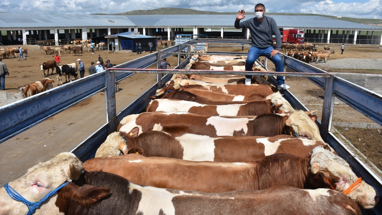 Kars`ta ise Kurban Bayramı öncesinde ülkenin dört bir köşesine kurbanlık gönderen besicilerin kurbanlıkları, sevk öncesi büyük titizlikle sağlık kontrolünden geçiriliyor.