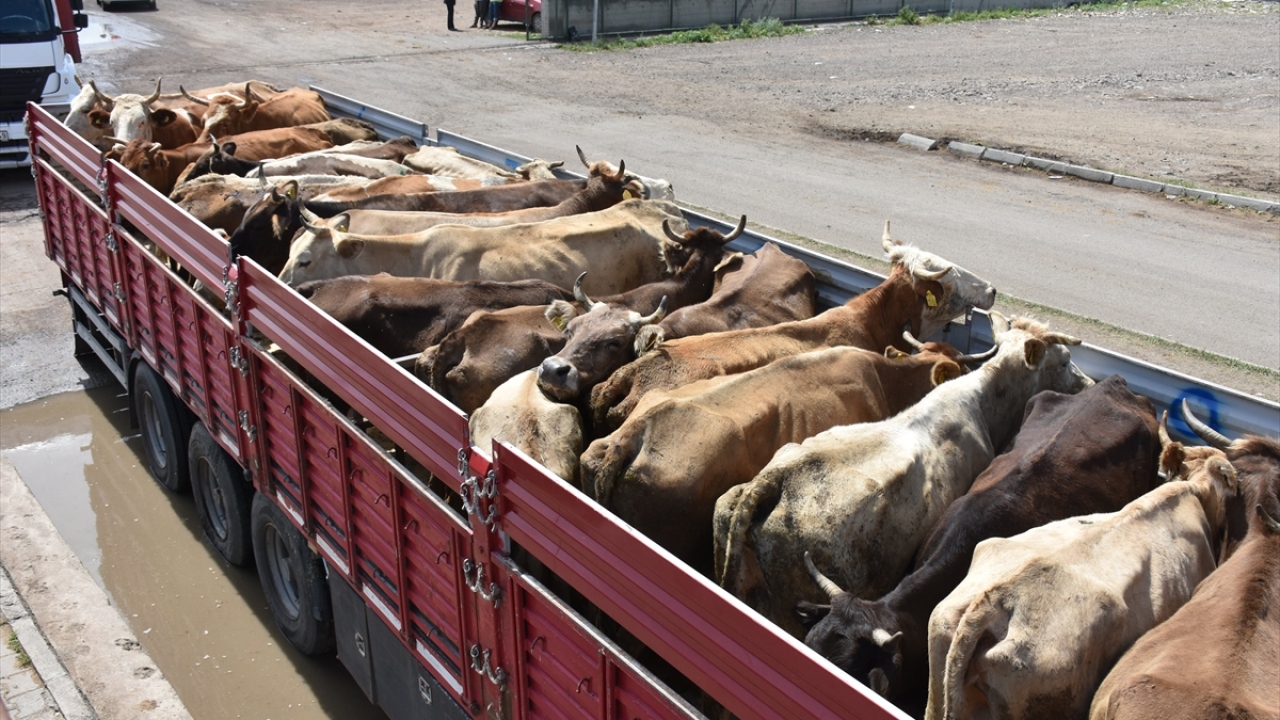Tarım ve Orman İl Müdürlüğünce yapılan sıkı denetim sonrası Türkiye`nin bir çok iline kurban sevkiyatı gerçekleştiriliyor.