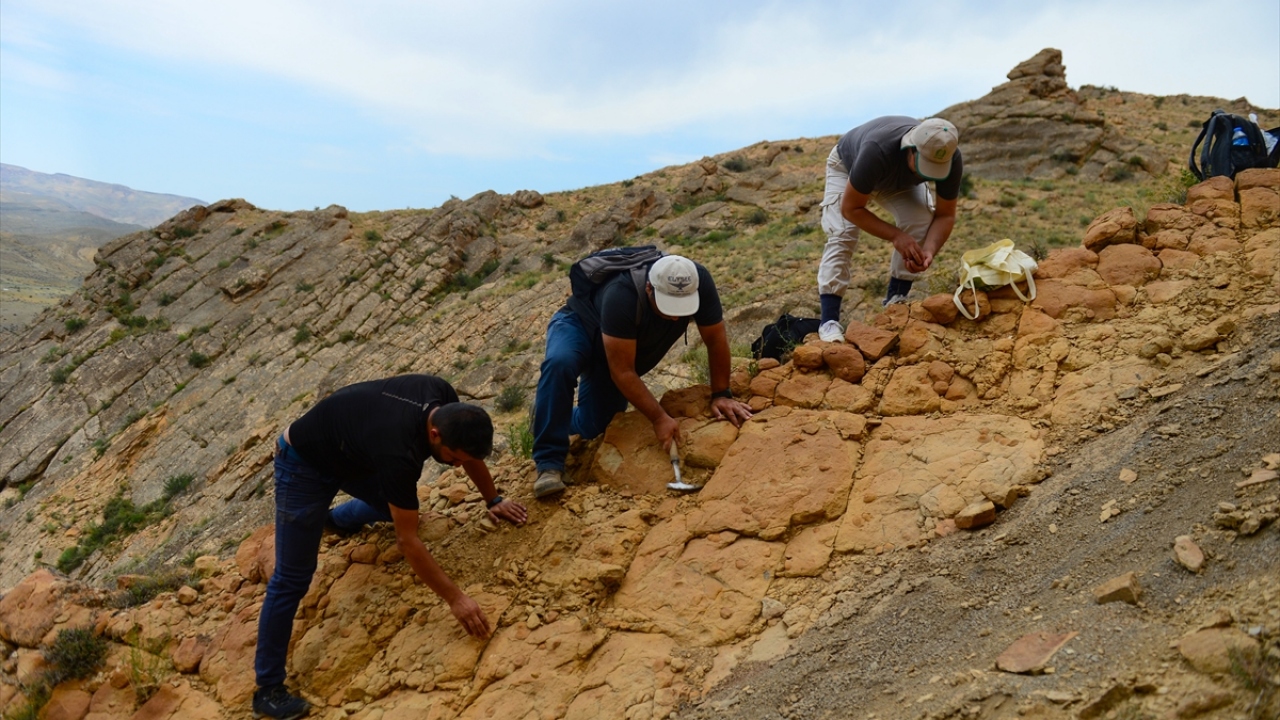 Tuzluca ilçesine bağlı Alhanlı köyü kırsalında ve Aras Havzası`nda tespit edilen midye ve, aralarında palmiye yapraklarının da olduğu bitki fosilleri, vatandaşların yanı sıra bilim insanlarının ilgi odağı oldu. 