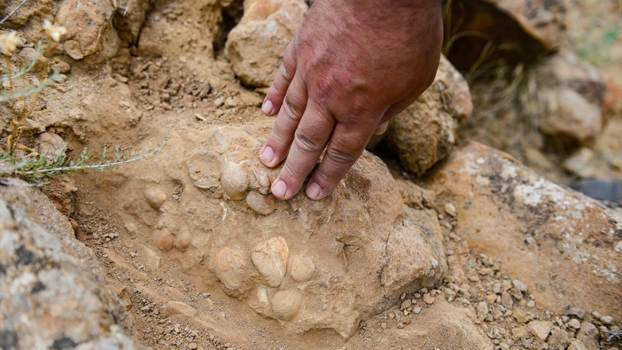 Kayalıklardaki bitki ve midye fosillerini inceleyen akademisyenler, fosillerin bulunduğu alan ve etraftan örnekler alıp kimyasal ve karbon testleri yapmak üzere üniversiteye götürdü. 