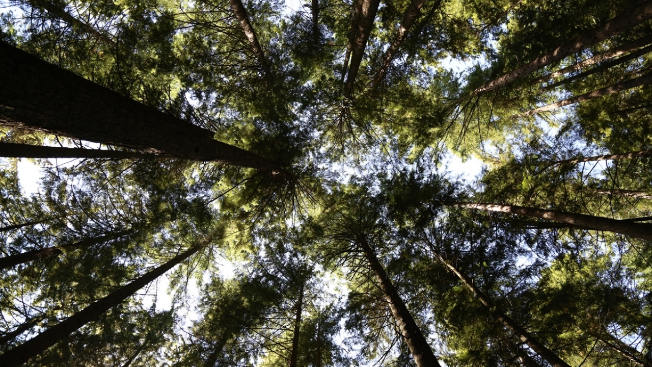 Yılda ortalama 1,3 milyon kişinin ziyaret ettiği Grouse Dağı, vahşi ayı ve baykuş habitatlarının yanı sıra, farklı yürüyüş patikaları ile doğa severlerin ilgisini çekiyor.