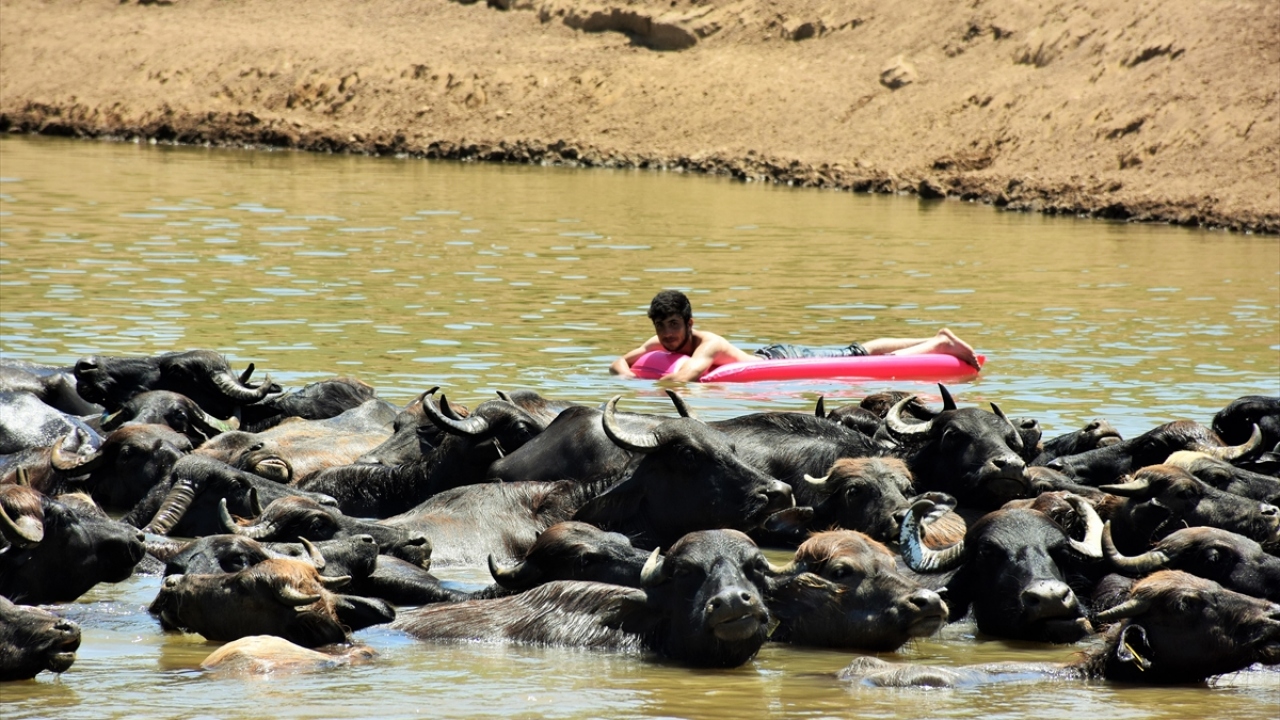 Sabah erken saatlerde manda sürüsünü meralara götürerek otlatan çobanlar, sıcaklığın arttığı saatlerde serinlemeleri için hayvanlarını Karasu Nehri`ne getiriyor. 