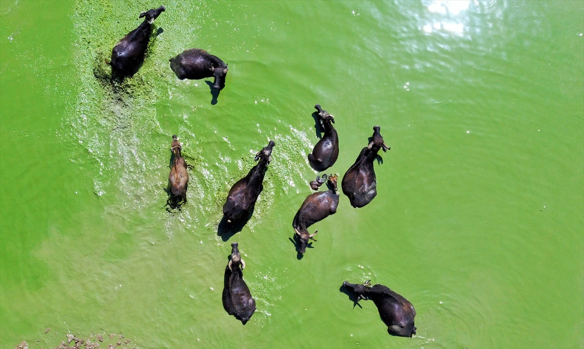 Burada yaklaşık 3 saat mandaları suda bekleten çobanlar da suda yüzerek eğlenceli vakit geçiriyor.