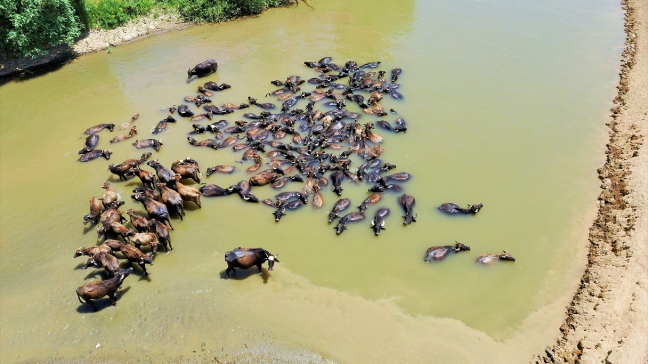 Hayvanları serinletmek için Karasu Nehrine getirdiklerini belirten Çağla, "Biz de mandalarla nehre girip serinliyoruz. Serinlemek için başka bir seçeneğimiz yok. Hayatımda hiç deniz görmedim. Burada eğlenceli zaman geçiriyoruz." dedi. 