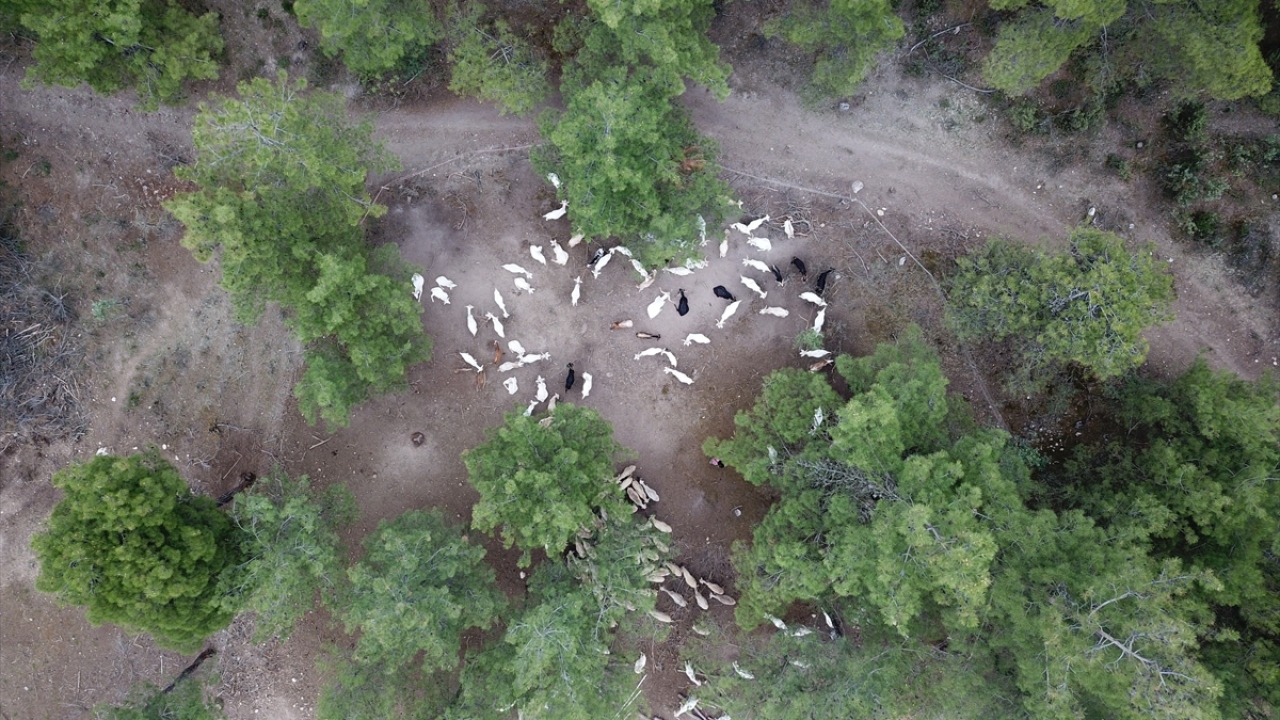 Küçükbaş hayvan yetiştiriciliği yapmak üzere 2018`de Bilecik`in Vezirhan beldesine bağlı 10 haneli Zobran köyüne taşınan Sarıkaya, muhtarlığın tahsis ettiği eski okul binasına yerleşti.