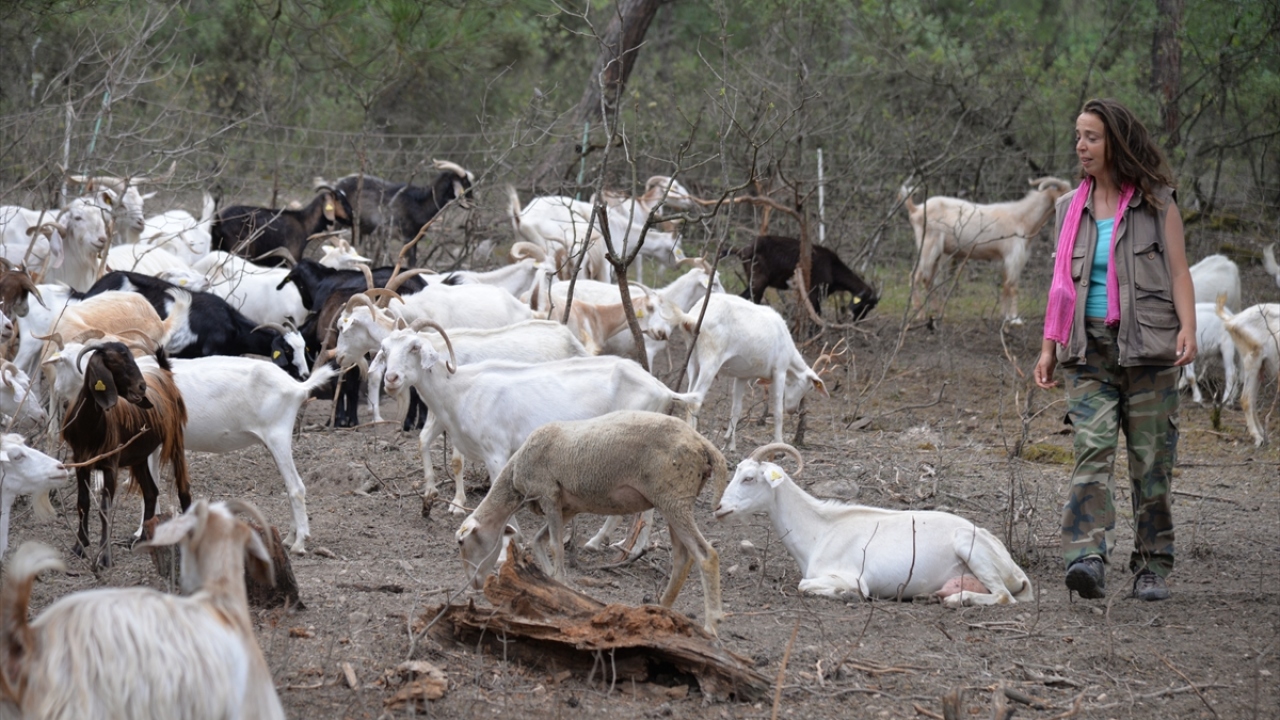 Sarıkaya, keçi ve koyunlarıyla farklı bir sevgi içinde olduklarını dile getirdi.