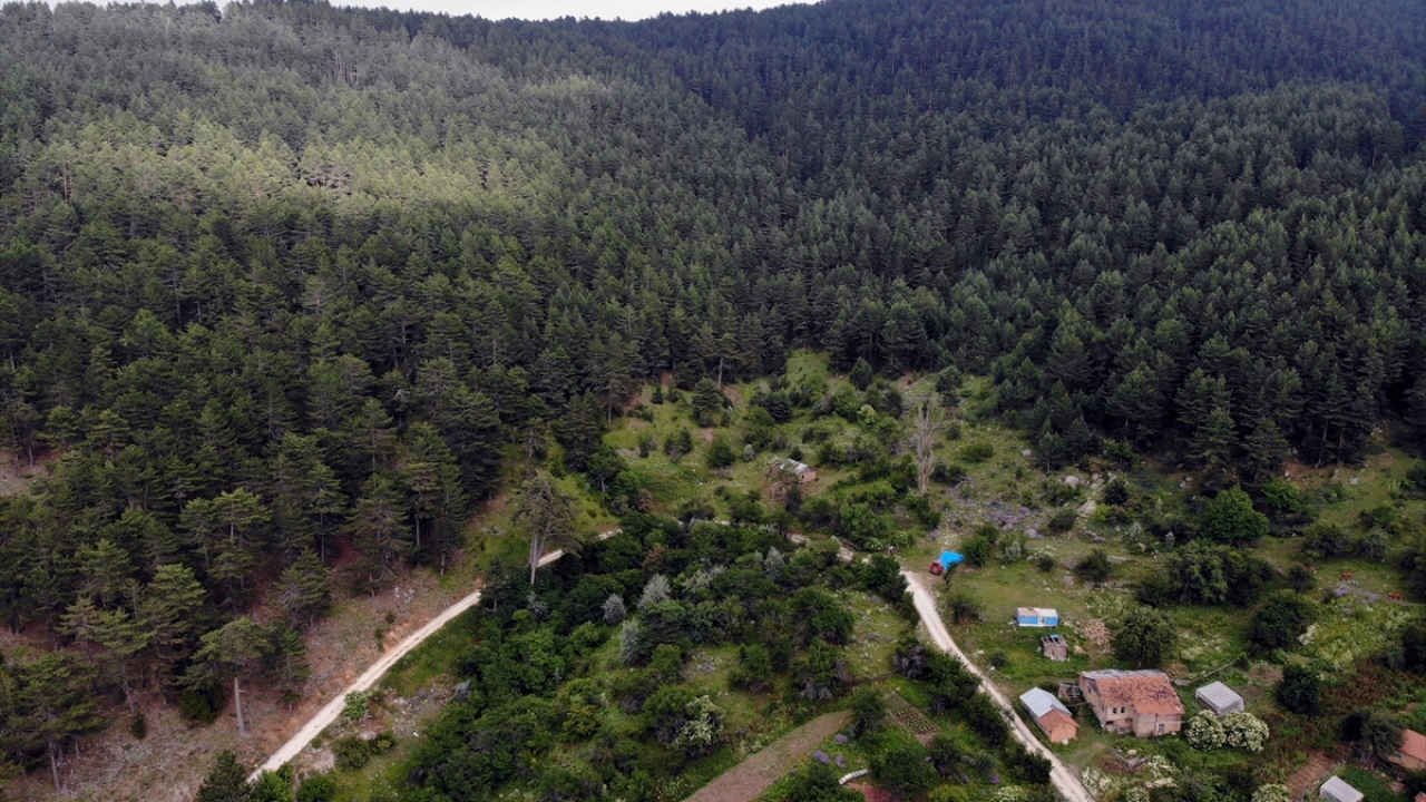 Kavurucu sıcaklarda 1400 rakımlı yaylaların serin havasının keyfini süren ziyaretçiler, burada zaman zaman doğa yürüyüşü yaparak kamp kuruyor.
