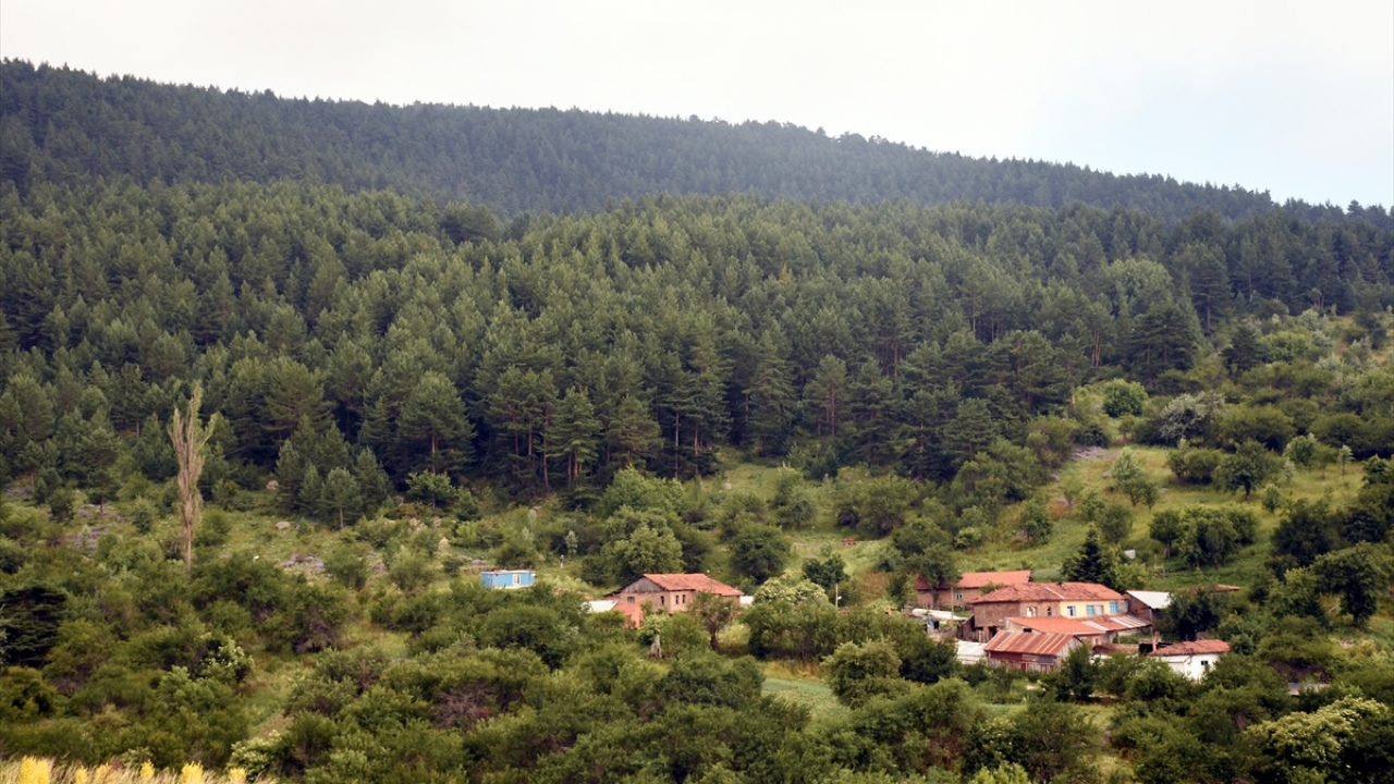 Durgut, yaylalara gelen herkesin duyarlı olması gerektiğini belirterek, "Ormanları ve yaylaları muhafaza etmek için doğaya dikkat etmemiz lazım." ifadesini kullandı. 