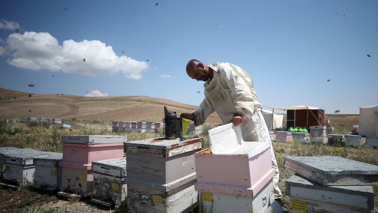 Türkiye`nin her yöresinde çiçeklenme dönemlerinin farklı olması nedeniyle 4 ay memleketinden ayrılan Güldağ, erken saatlerden itibaren çalışmaya başlıyor.