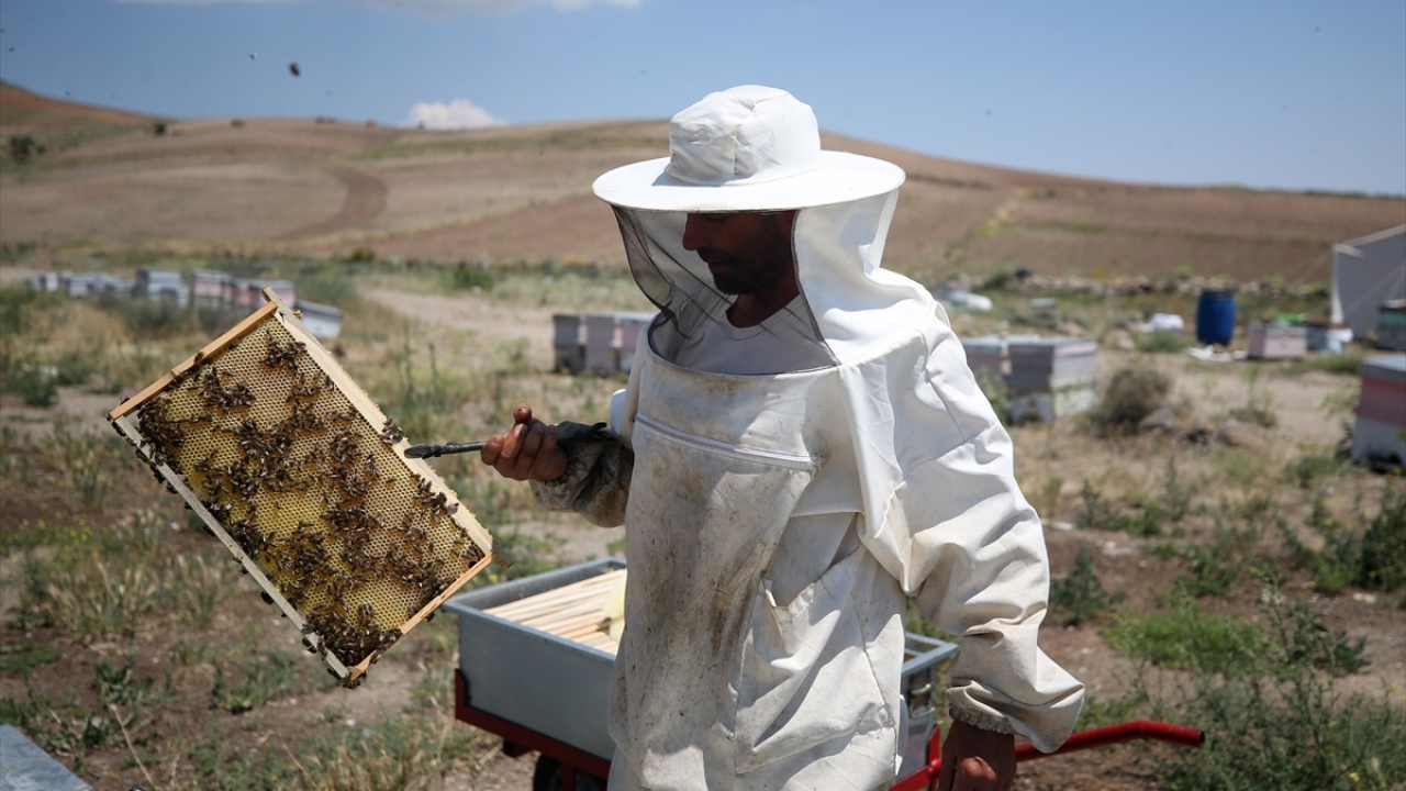Geçen yıl da arılarını Sivas`a götürdüğünü belirten Güldağ, arının her dönem sevdiği farklı çiçekler olduğunu ifade etti.