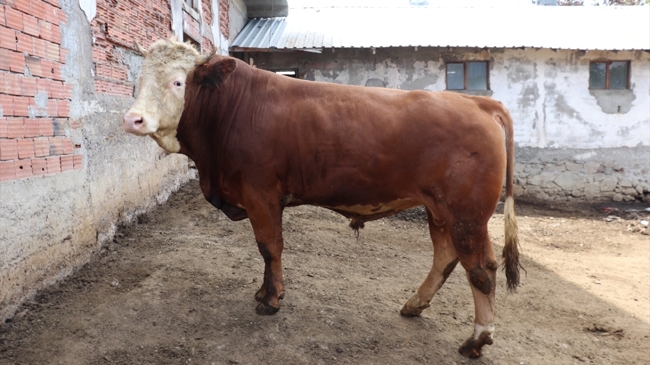 Ahırdaki hayvanlarını güçlükle kurtaran Bakırcı ailesinin 19 yıl önce de evlerinin yandığı öğrenildi.