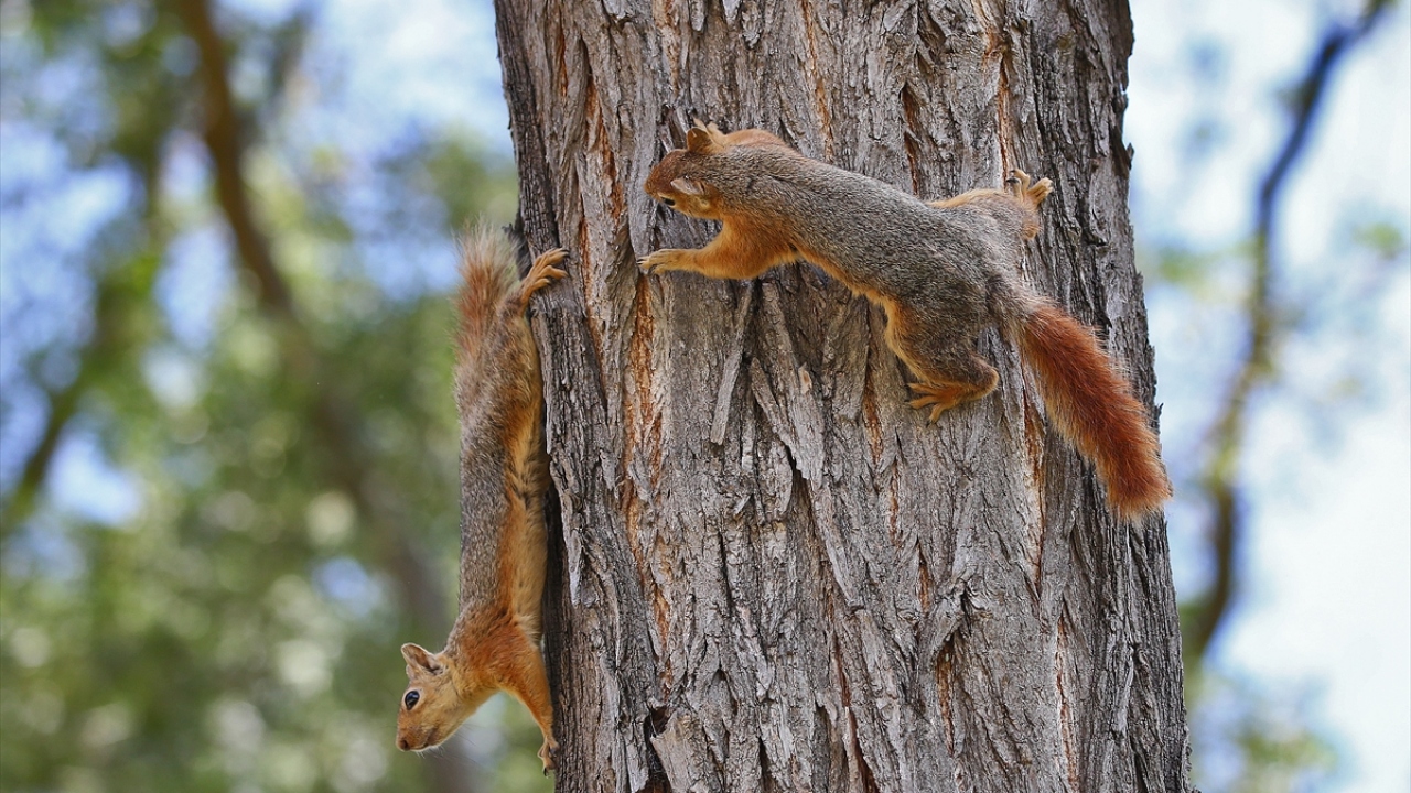 Doğadan buldukları ve koruya gelen ziyaretçilerin verdiği yiyeceklerle beslenen sincaplar, zaman zaman da besinleri toprağa ve yuvalarına saklayarak kış hazırlığı yapıyor.