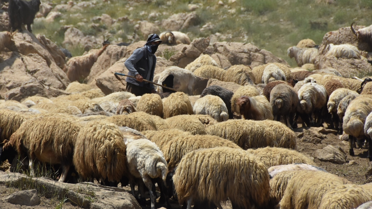 Kurban Bayramı`na sayılı günler kala hayvanlarını gerekli kontrollerden geçiren besiciler, hayvanları pazarlarda satarak uzun zamandır verdikleri emeklerinin karşılığını almayı ümit ediyor.