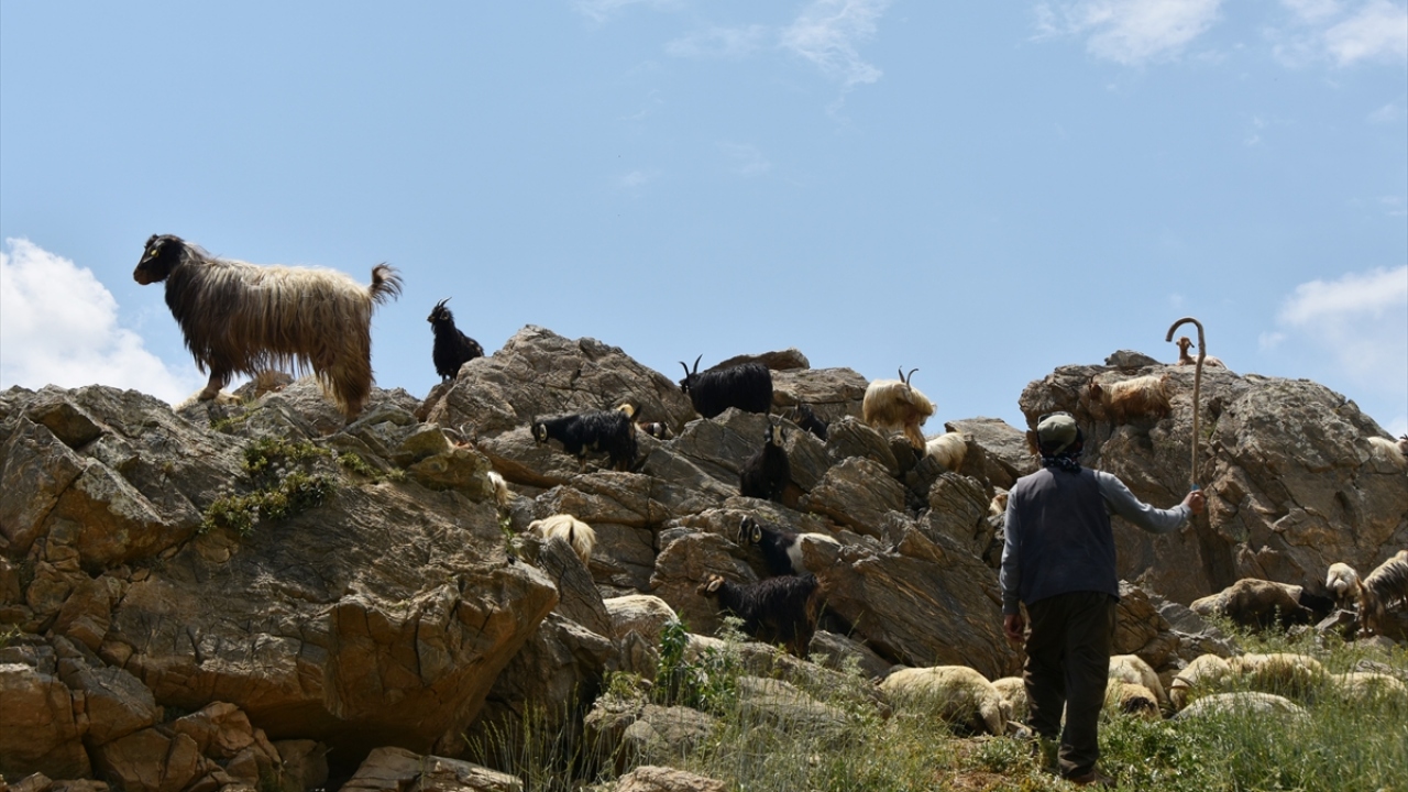 Murat Açar da hayvanlarını Merga Bütan Yaylası`na çıkardıklarını dile getirdi.