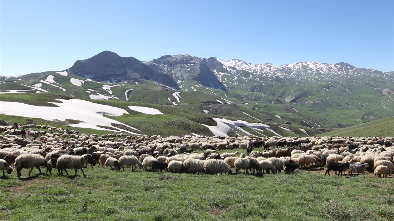 Ayetullah Kaplan ise 4 ay boyunca yaylada verimli otlaklarda emek vererek besledikleri hayvanları satarak iyi bir gelir elde etmeyi umduklarını anlattı. 