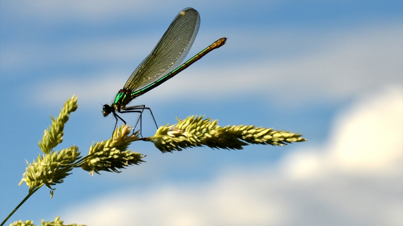 Yusufçuk böcekleri, ilçeye gelen fotoğraf tutkunları ve doğaseverlerin ilgisini çekiyor.