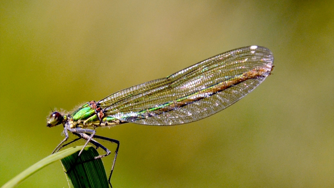 KuzeyDoğa Derneği Bilim Koordinatörü Emrah Çoban, yaptığı açıklamada, yusufçuk böceğinin çok iyi bir avcı olduğunu söyledi.