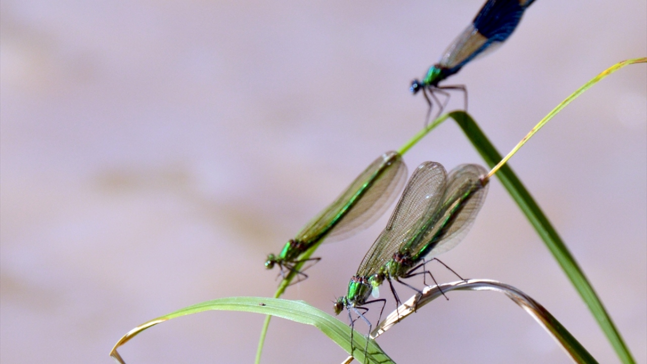 Emrah Çoban, sözlerini şöyle sürdürdü: