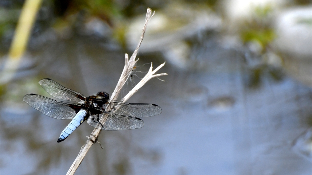Sarıçam ormanları, biyolojik çeşitliliği ve zengin florasıyla yaban hayvanlarına barınma imkanı sunan Sarıkamış ilçesinde yusufçuk böcekleri, Hançerli, Sulu Dere ve Keklik vadilerini mesken tuttu.