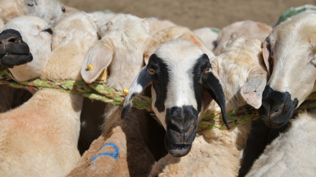 Yetiştiricilerin sorunlarını dinleyen Şahin, en büyük problemin su olduğunu, bunun çözülmesi adına ellerinden gelen gayreti göstereceklerini belirtti.