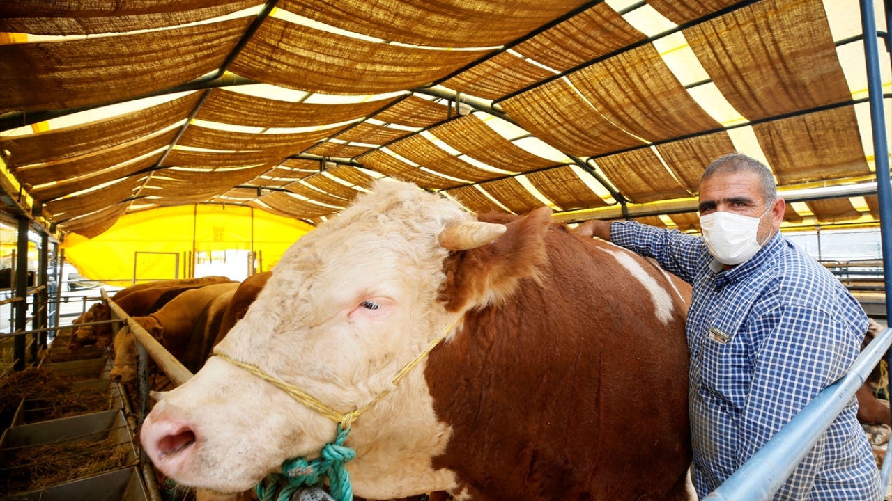 İstanbul Büyükşehir Belediyesi Veteriner Hizmetleri Müdürü Muhammet Nuri Coşkun, yaptığı açıklamada, gün itibariyle hayvanların kentte girmeye başladığını ve pazarlara ulaştığını söyledi.