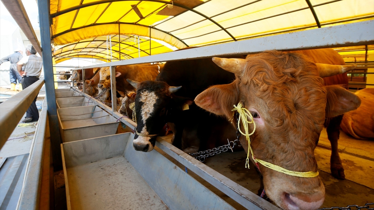 Kurbanlık merkezlerindeki pandemi tedbirleri 