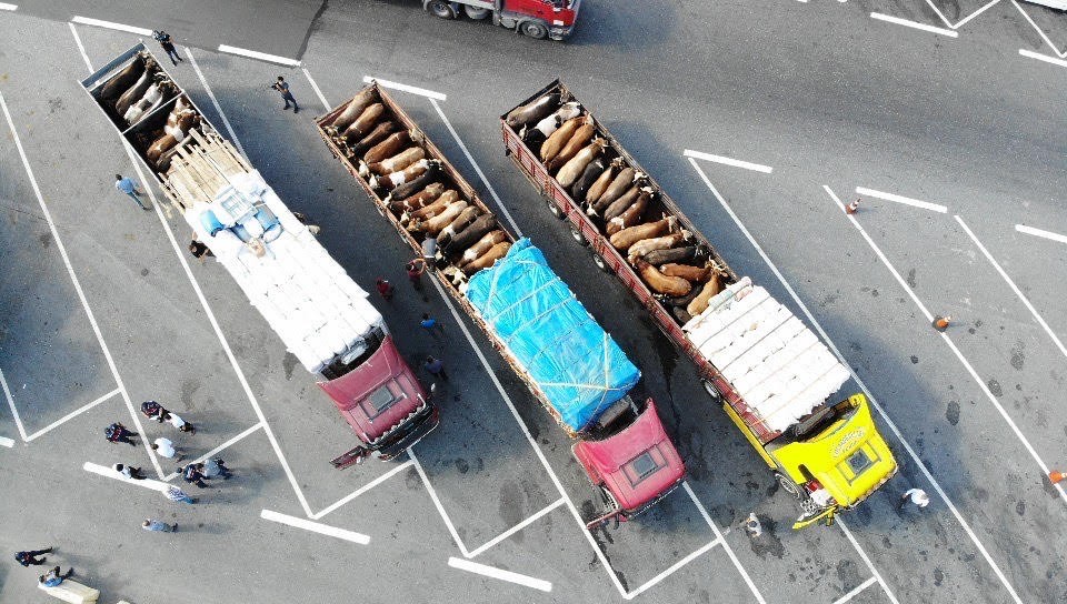 İstanbul`a kurbanlık hayvan girişinin başlaması üzerine bugün çeşitli kentlerden gelen besiciler, hayvanlarını çadırlara indirerek müşterilerini beklemeye başladı. 