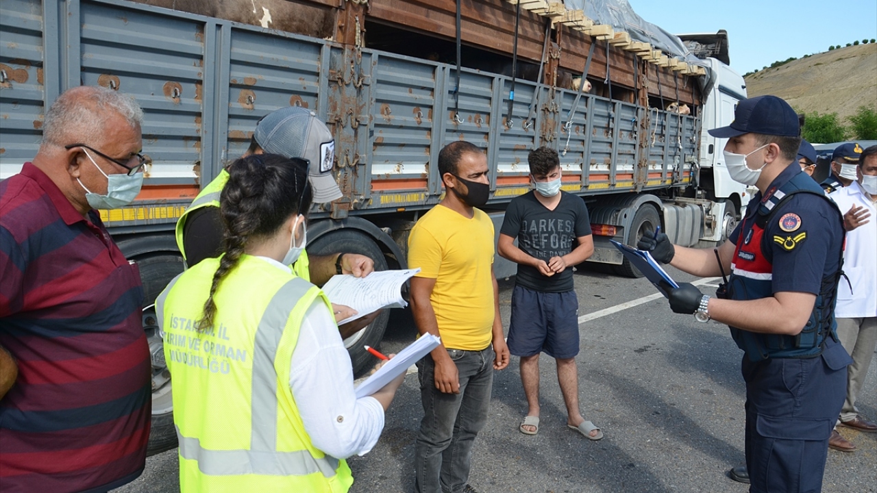 Hayvan sevk kontrol noktasında, kurbanlık hayvanların bulunduğu araçların sevk raporu, hayvanların kan analiz raporu ve kulak küpeleri denetleniyor.