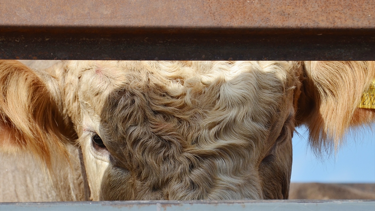 Kurban pazarlarında satışı yapacak kişiler, sosyal mesafeye dikkat edilmesi, maske takılması, kurban pazarlığı sırasında tokalaşılmaması, para alışverişinde eldiven kullanılması ve yanlarında dezenfektan bulundurulması konularında da uyarılıyor. 