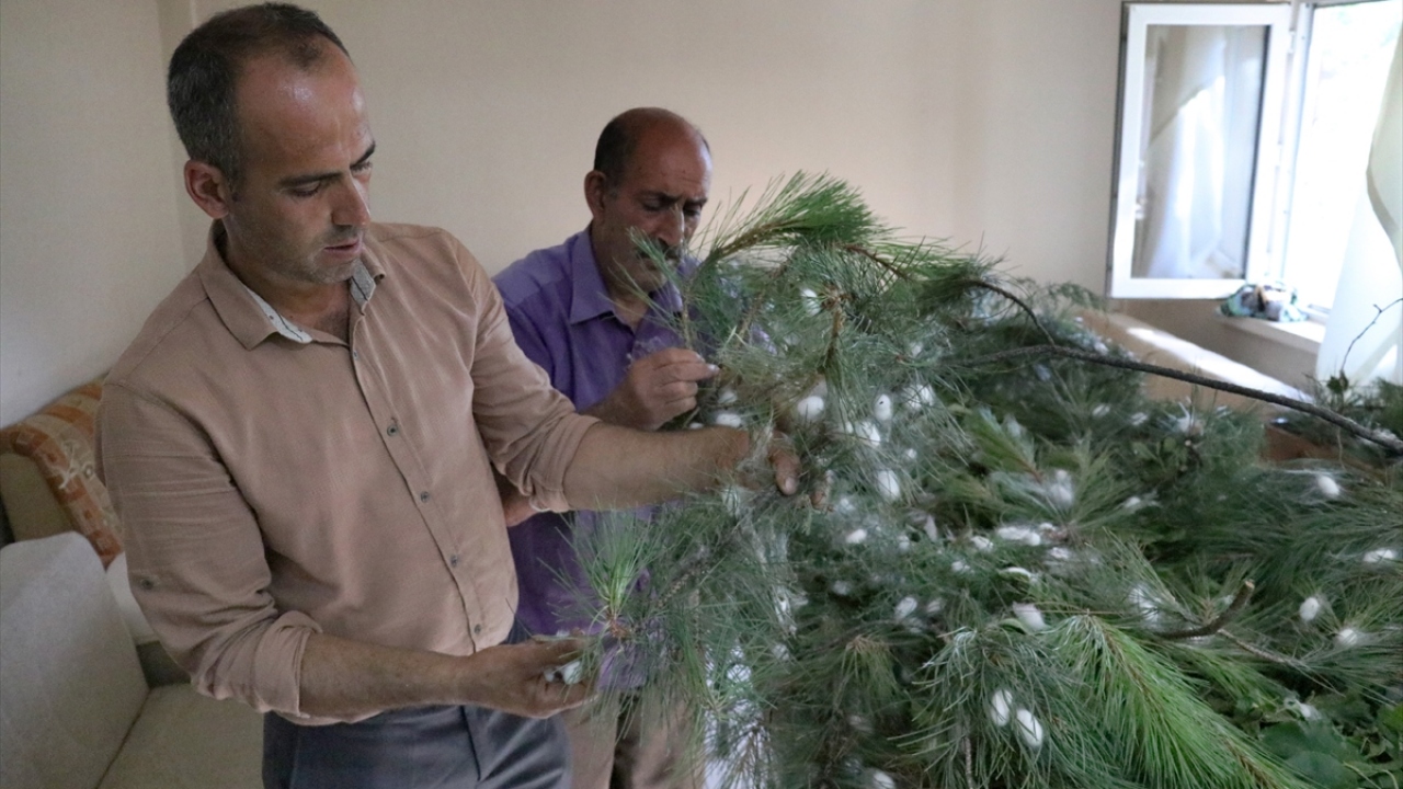 Bunun üzerine Elazığ Ticaret ve Sanayi Odası ile diğer paydaş kurum ve kuruluşların ortak çalışmasıyla "Elazığ`da İpek Böceği Yetiştiriciliğinin ve İpekli Dokumaların Yeniden Hayata Geçirilmesi Projesi" hazırlandı.