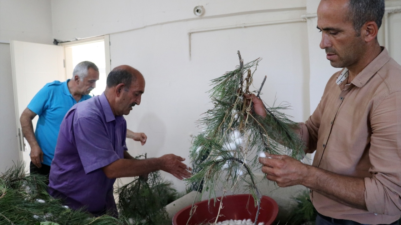 Bu yıl ilk olmasına rağmen üreticilerin son derece başarılı bir sezon geçirdiği Elazığ`da, 1000 kilogram koza hasadı bekleniyor.
