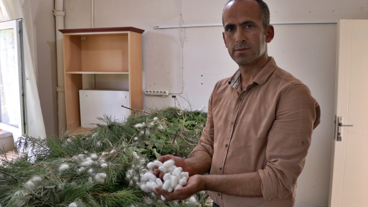 Gelecek yıllarda da 4 bin kilogram koza üretimiyle ipekli dokuma sektörünün de canlandırılması hedefleniyor.