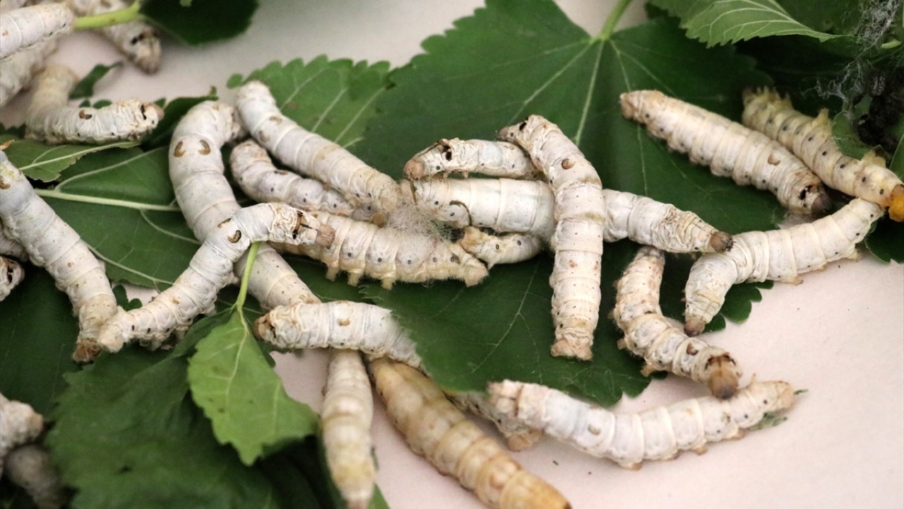 Elazığ`ın ipekli dokumaları Rusya ve Avrupa`ya ihraç edilirdi