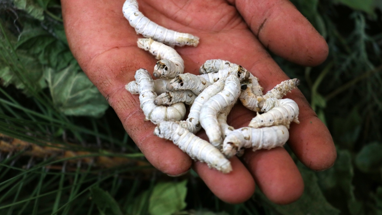 "Saf ipeğin kilogramını 180 dolara ithal ediyoruz"