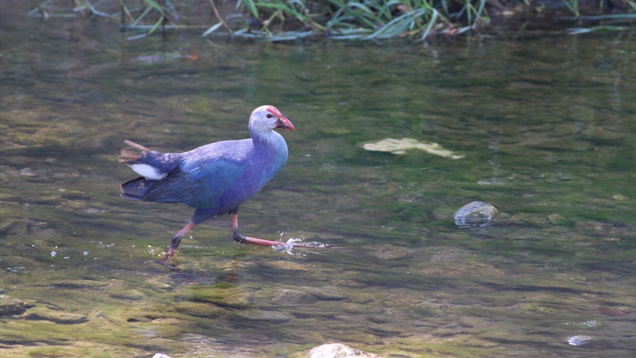 Kent merkezindeki derede farklı bir kuş türü gören kişi, Giresun Doğa Koruma ve Milli Parklar Genel Müdürlüğü (DKMP) Şube Müdürlüğü ekiplerini aradı.