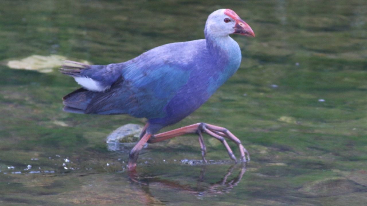 Bunun üzerine bölgeye giden ekipler, kuşun nesli tehlike altında olan saz horozu olduğunu belirledi.
