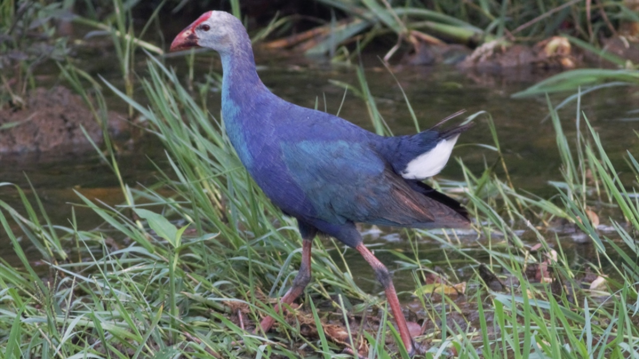 Saz horozu, ekipler tarafından fotoğraflanarak görüldüğü bölge kayıt altına alındı. 