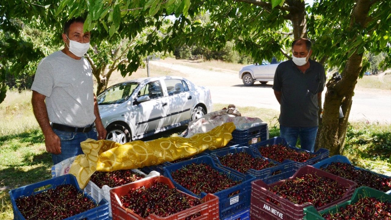 Yükseltisi ve doğal florası nedeniyle Türkiye`de son kiraz hasadının yapıldığı bölgeler arasında bulunan mahallede, ürünlerin toplanmasına yeni tip koronavirüs (Covid-19) nedeniyle az işçiyle başlandı.