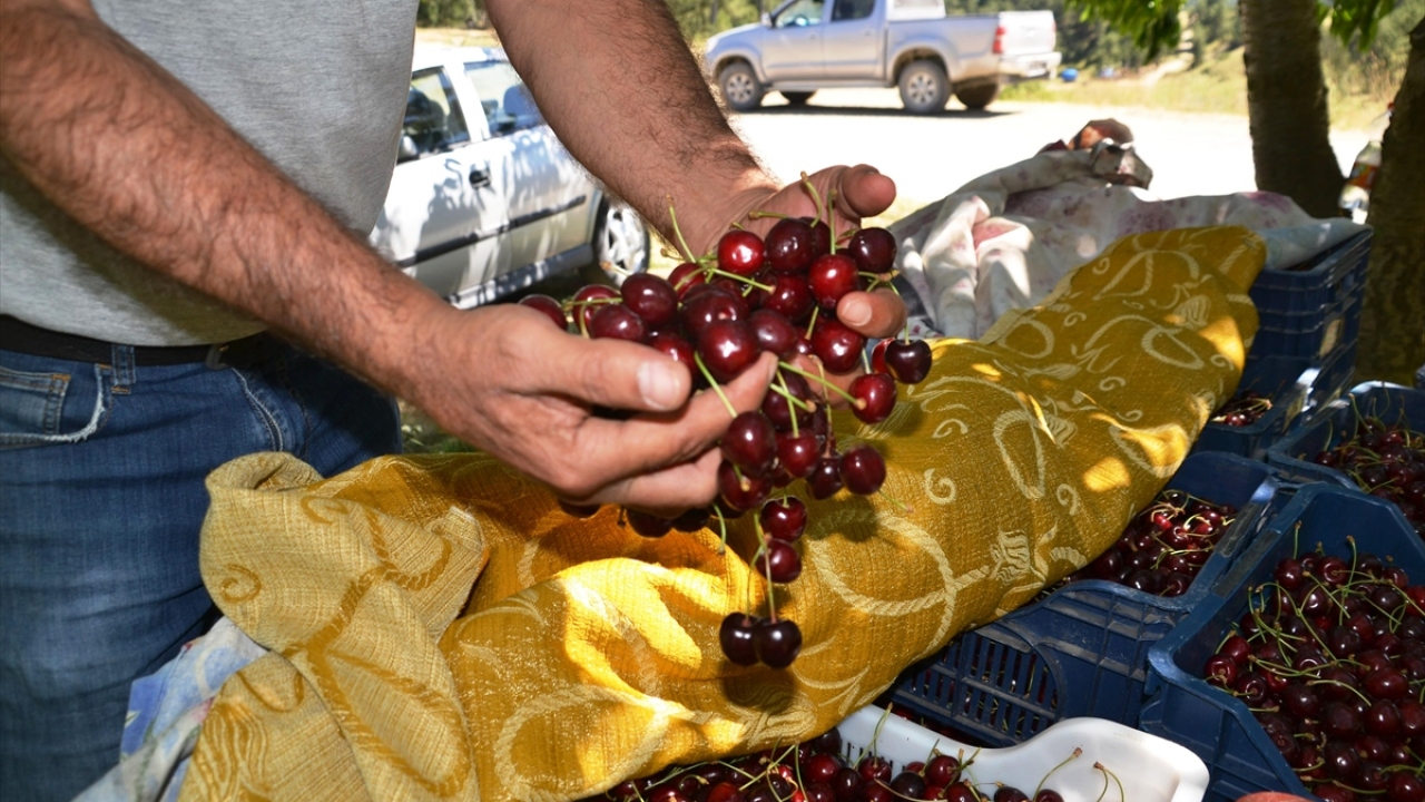 İhracatçılar tarafından tırlarla Avrupa ve Orta Doğu ülkelerine gönderilen kirazlar, bu yıl Covid-19 nedeniyle iç piyasaya sunulacak. 